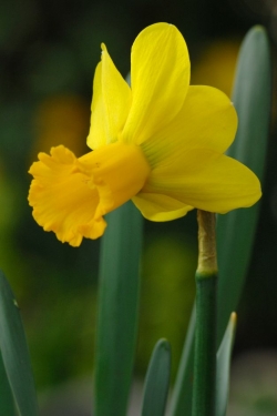 Narcis Warbler
